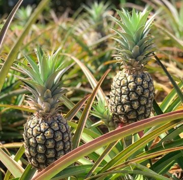 How to Cut a Fresh Pineapple - Healthy World Cuisine